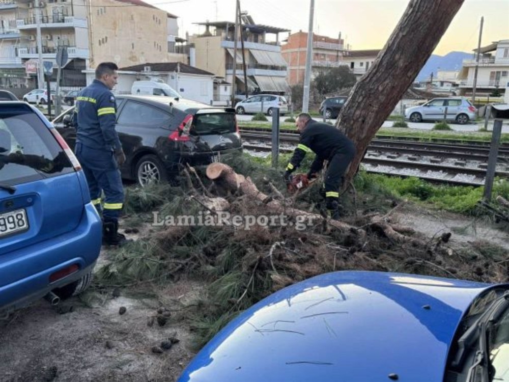 Λαμία - δέντρο Λαμία - δέντρο