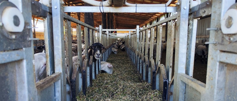 Ευλογιά των προβάτων