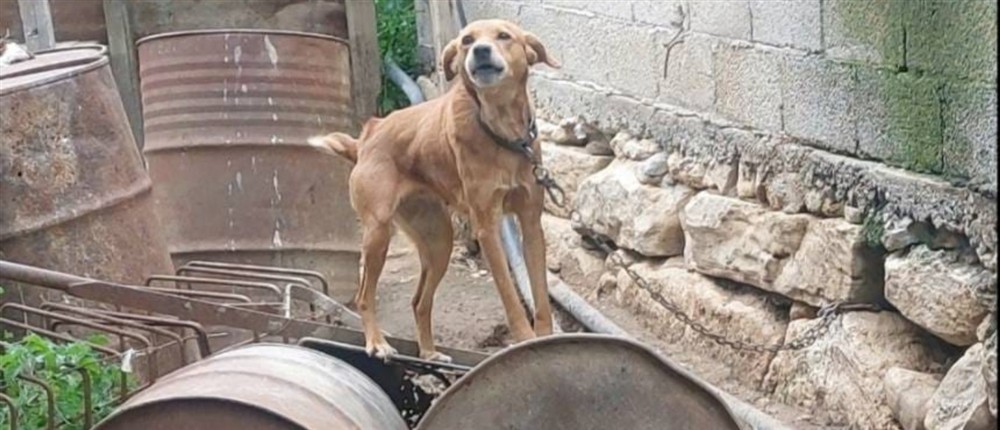 ευζωια - χανια - συλληψη ευζωια - χανια - συλληψη