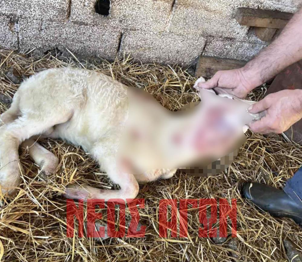 Εικόνες - Πρόβατα Εικόνες - Πρόβατα