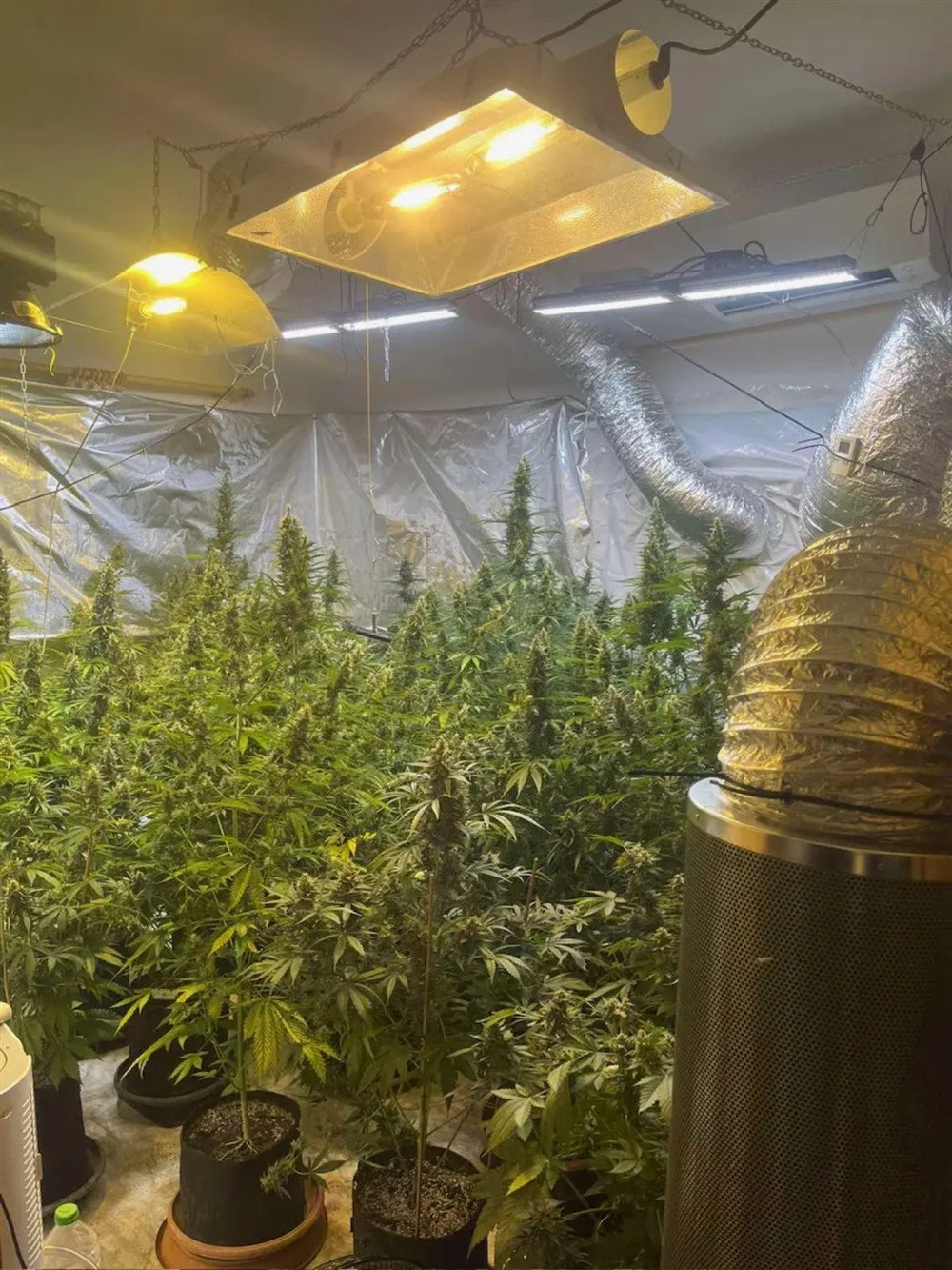 Κιάτο - κάνναβη Κιάτο - κάνναβη