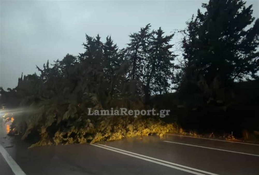 λαμια - πτωση δεντρων