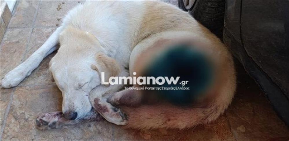 Σκύλος - Καμένα Βούρλα Σκύλος - Καμένα Βούρλα