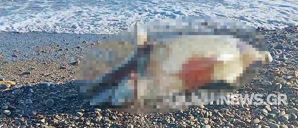 Χανία - δελφίνι Χανία - δελφίνι