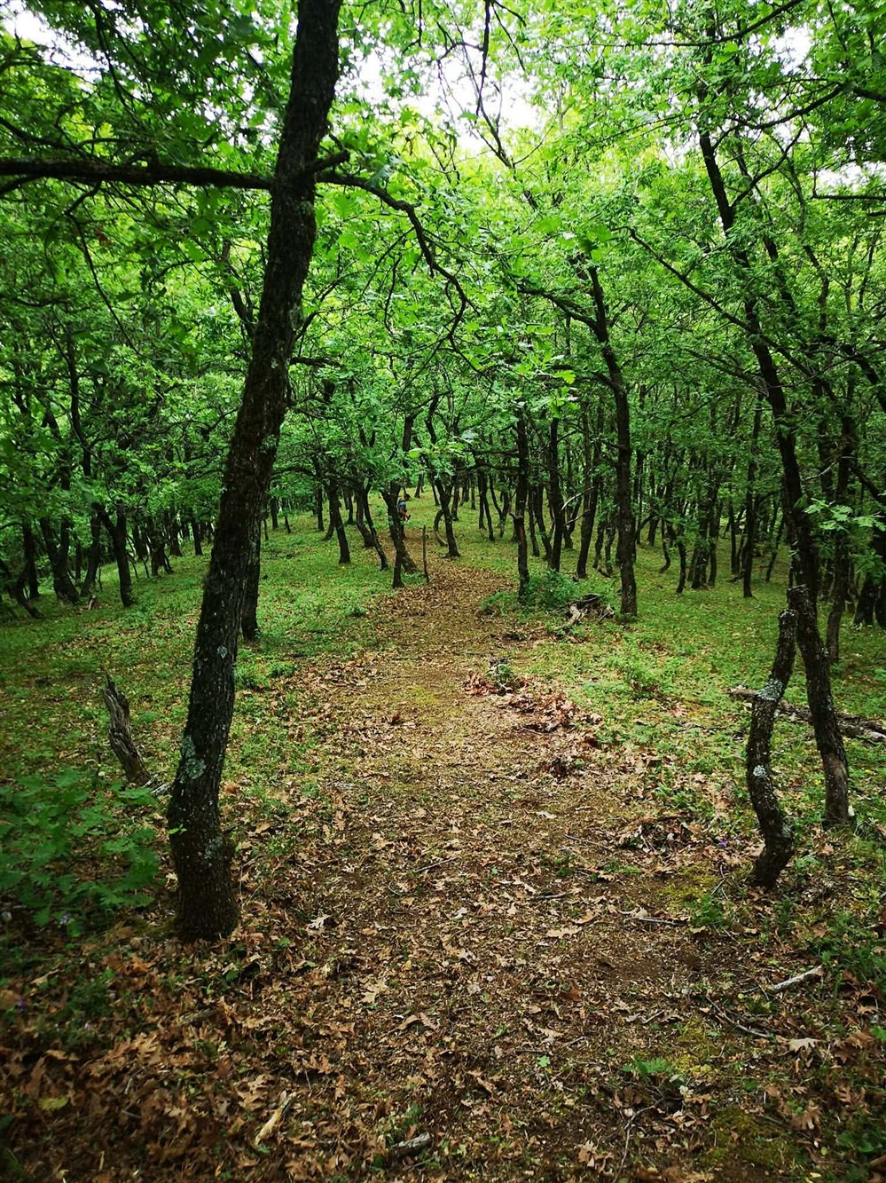 Ipsilantis Trail