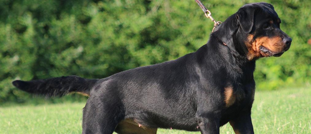 Καλαμάτα: Ροτβάιλερ επιτέθηκε και τραυμάτισε σοβαρά άνδρα -Αστυνομικός πυροβόλησε και σκότωσε το σκυλί