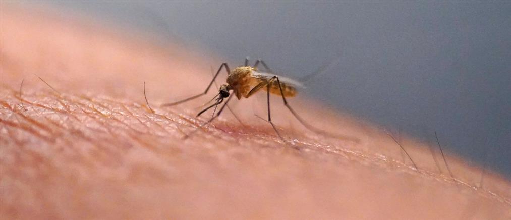 Κουνούπια: Απλοί τρόποι για να τα κρατήσετε μακριά