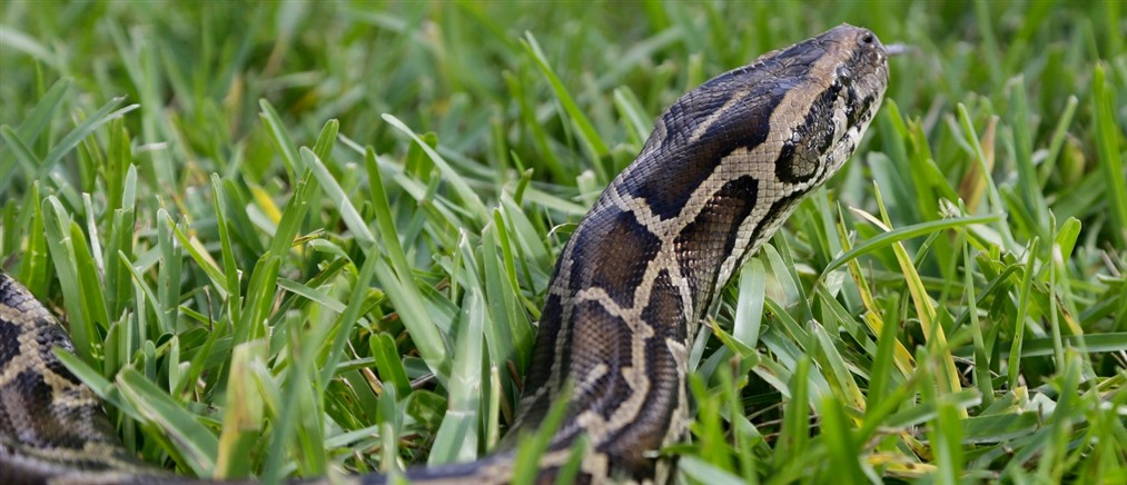 Εκτός κινδύνου ο 13χρονος από τη Σύρο μετά το δάγκωμα οχιάς