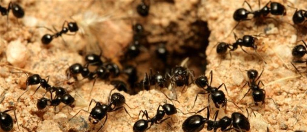 Κένυα: Συνελήφθη άνδρας που προσπάθησε να εξαγάγει λαθραία μέσα στις αποσκευές του 2.000 ζωντανά μυρμήγκια