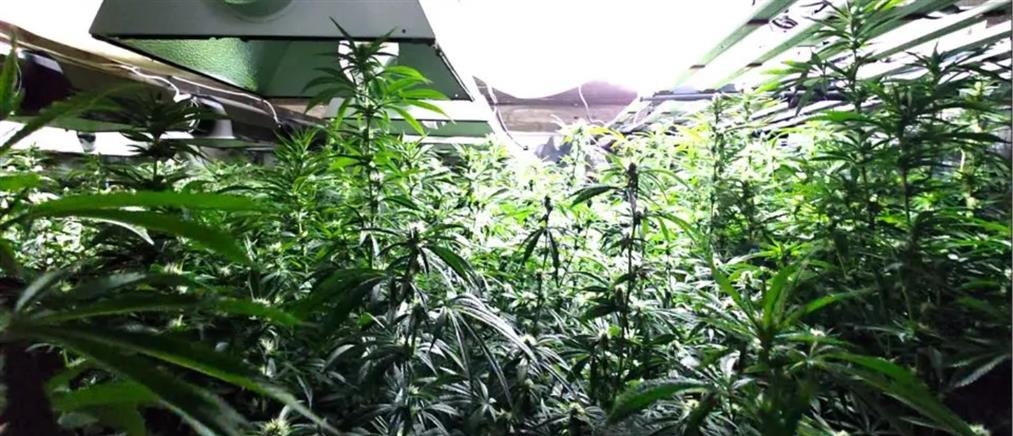 Κρήτη: Εντοπίστηκε φυτεία δενδρυλλίων 180 κάνναβης σε περιοχή φαραγγιού