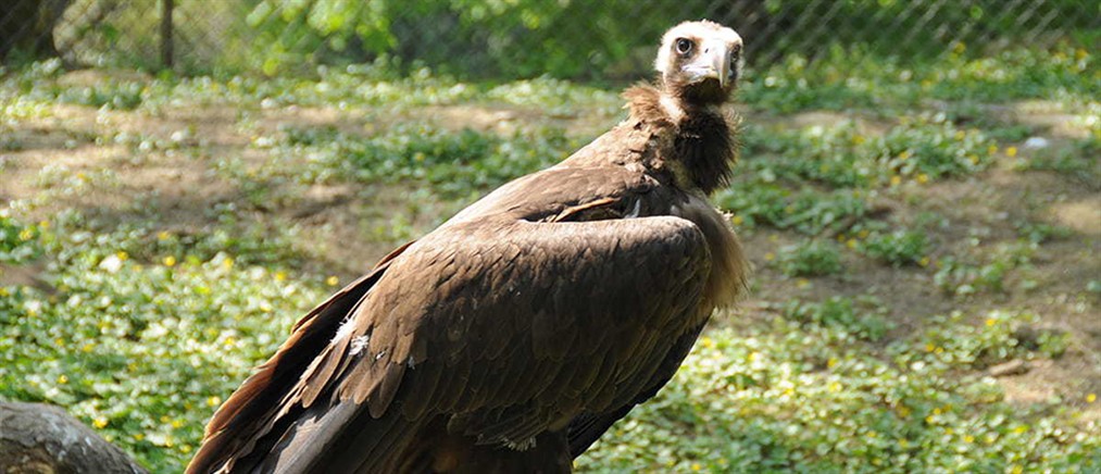 ΥΠΕΝ: Μέτρα προστασίας του μαυρόγυπα μετά τη μαζική δηλητηρίαση στον Έβρο