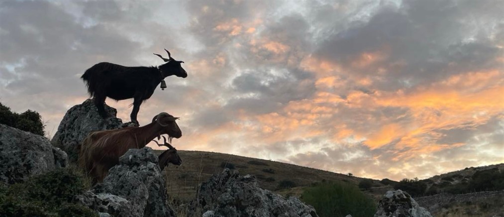 Ευλογιά των αιγοπροβάτων: Παρατείνονται τα προληπτικά μέτρα στην Κρήτη