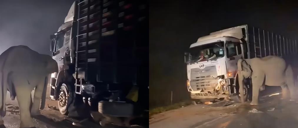 Μαλαισία: Η στιγμή που μαμά ελέφαντας προσπαθεί να μετακινήσει το φορτηγό που σκότωσε το μικρό της (βίντεο)