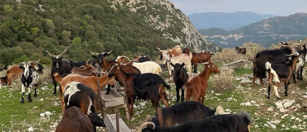 Καρδίτσα: Δύο νέα κρούσματα ευλογιάς των προβάτων
