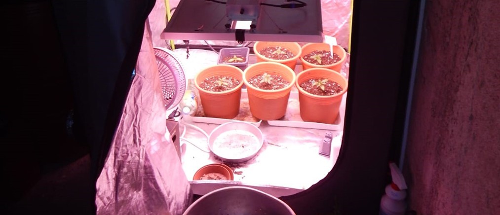 Άγιος Νικόλαος: Συνελήφθη 42χρονος που καλλιεργούσε δενδρύλλια κάνναβης σε ειδικό διαμορφωμένο χώρο