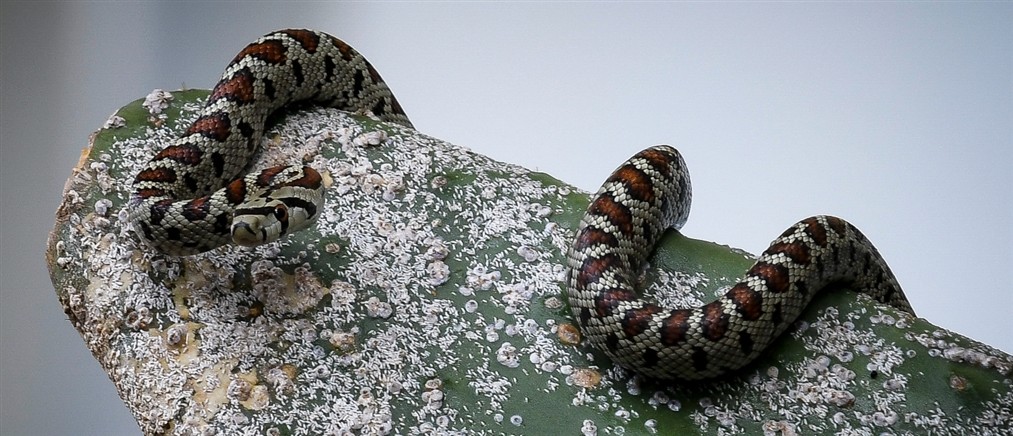 Σύρος: Σε σοβαρή κατάσταση νοσηλεύεται 13χρονος, μετά από δάγκωμα οχιάς