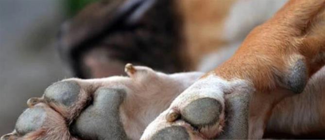 Χαλκιδική: Άνδρας καταγγέλει ότι σκότωσαν τον σκύλο του μέσα στην αυλή του σπιτιού του