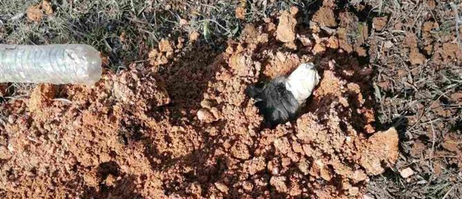 Θεσσαλονίκη: Σε καταφύγιο για φιλοξενία το σκυλί που είχε θάψει ζωντανό 90χρονος