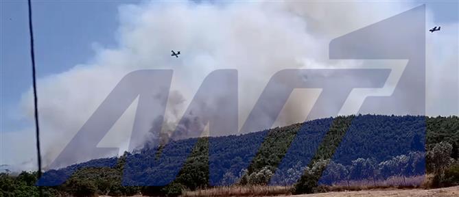 Φωτιά στον Μαραθώνα: Ανεξέλεγκτη η πυρκαγιά, εκκενώσεις οικισμών και μήνυμα από το 112 (βίντεο)