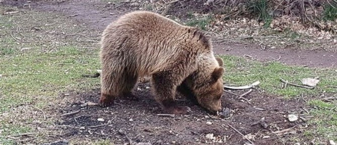 Θεσσαλονίκη: Αρκούδα έκανε... βόλτα στο Ωραιόκαστρο