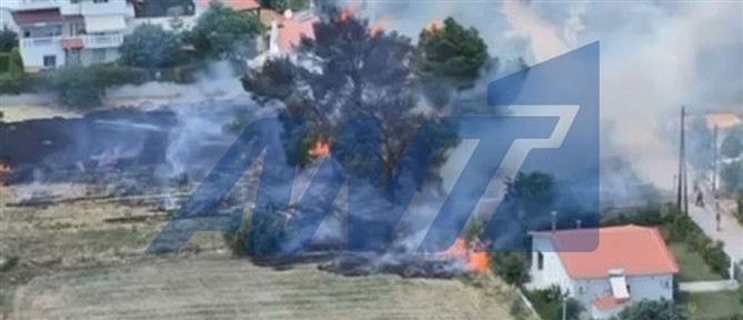 Κρυονέρι Αττικής: Συνελήφθη ηλικιωμένος που προκάλεσε πυρκαγιά καίγοντας κλαδιά (βίντεο)