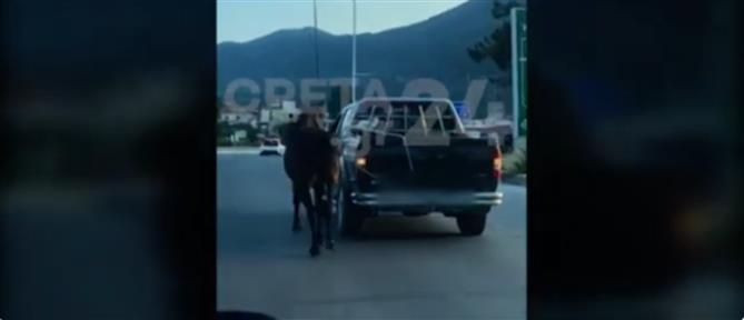 Hράκλειο: Έδεσε άλογο με σχοινί και το έσερνε με το αυτοκίνητο (βίντεο)