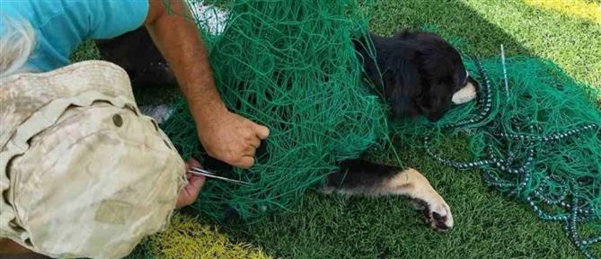 Ιωάννινα: Διάσωση σκύλου που είχε παγιδευτεί σε προστατευτικά δίχτυα ποδοσφαιρικής ακαδημίας