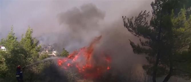 Φωτιά στη Συκιά Χαλκιδικής – Ενισχυμένες δυνάμεις στην περιοχή