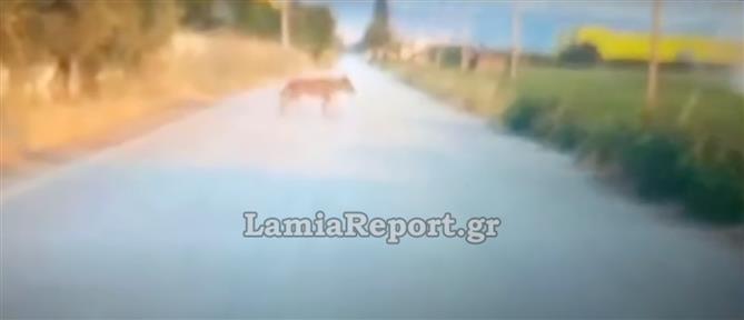 Φθιώτιδα: Αγέλη λύκων κοντά σε οικισμούς - Φόβος για αγρότη που τους συνάντησε
