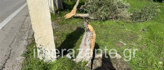 Ζάκυνθος: Αυτοκίνητο έπεσε πάνω σε δέντρα - Νεκρός ο Βρετανός που το οδηγούσε (εικόνες)