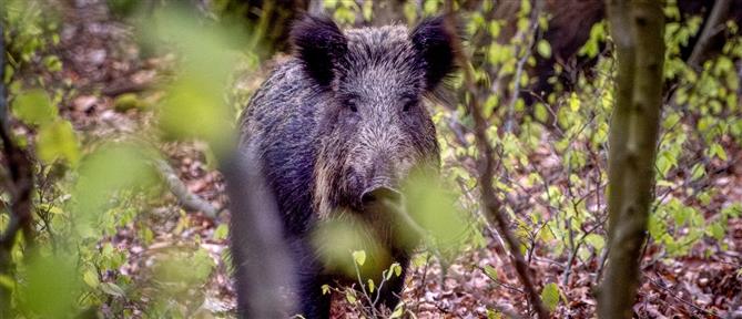 Εύβοια: Ακαριαίο θάνατο βρήκε αγριογούρουνο μετά από τροχαίο με ΙΧ