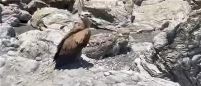 Κρήτη: Βρήκαν γυπαετό σε παραλία (βίντεο)