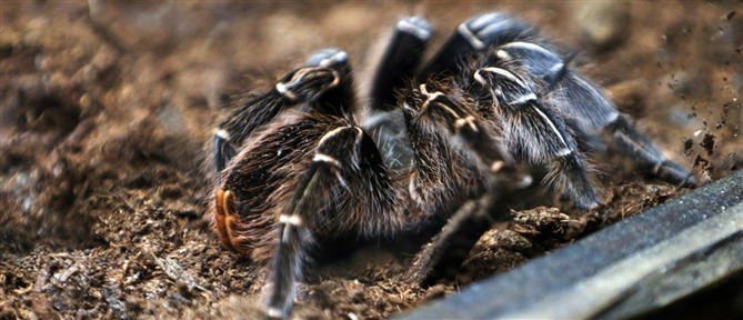 Γερμανία: Γυναίκα ξέχασε σε τρένο πακέτο με...20 ταραντούλες