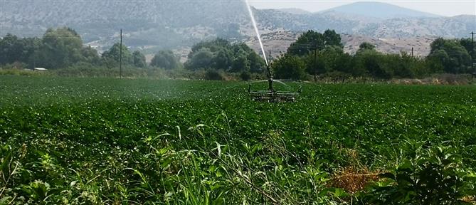Κάμερες και “φρουροί” στα χωράφια στη μάχη κατά της κλοπής φρούτων
