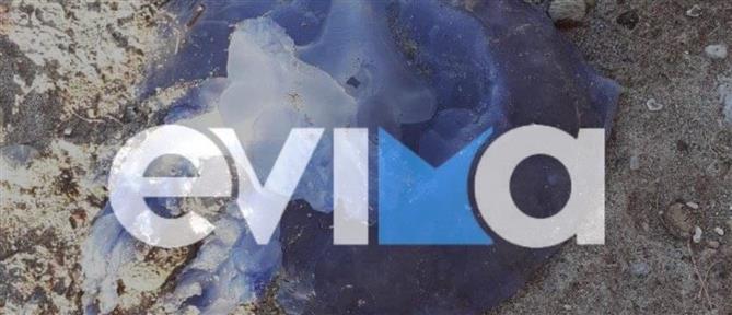 «Τρόμος» στην Εύβοια από τις μωβ μέδουσες – Πέντε παιδιά στο νοσοκομείο