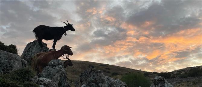 Βόλος: Συναγερμός σε κτηνοτροφική μονάδα με κρούσμα ευλογιάς σε 500 πρόβατα