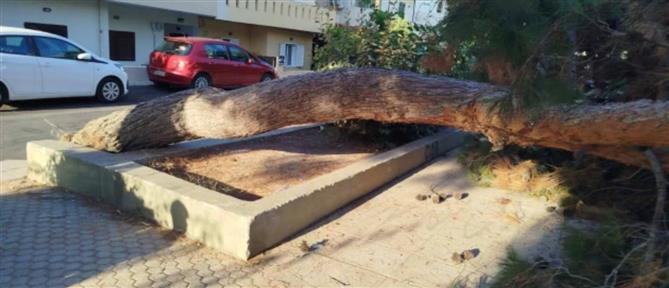 Ηράκλειο: Κατέρρευσε δέντρο - Σοβαρές ζημιές σε οχήματα