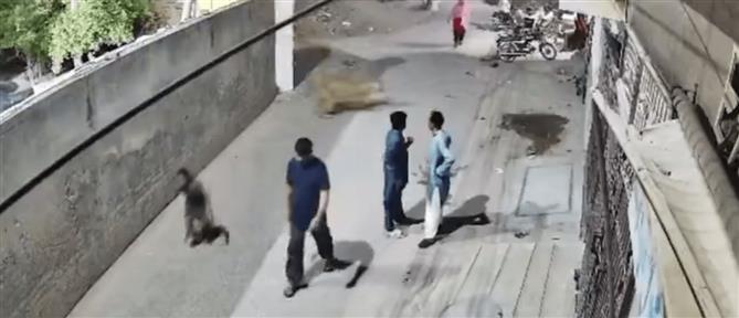 Πακιστάν: Λιοντάρι ξέφυγε από τους ιδιοκτήτες του και επιτέθηκε σε μητέρα με τα παιδιά της