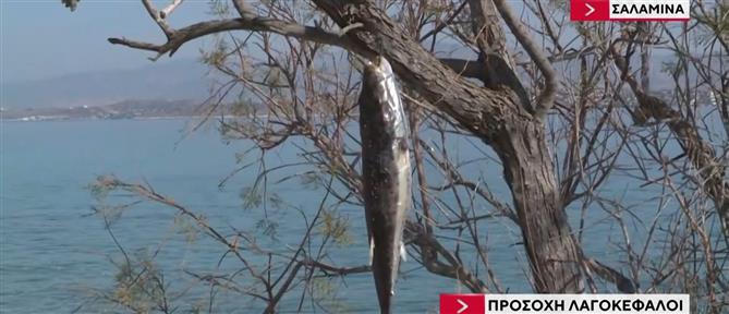 Σαλαμίνα: Καμπανάκι για την παρουσία λαγοκέφαλων χτύπησαν οι ψαράδες