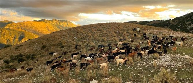 Τρίκαλα: Πέταξαν νεκρά πρόβατα στην εθνική οδό