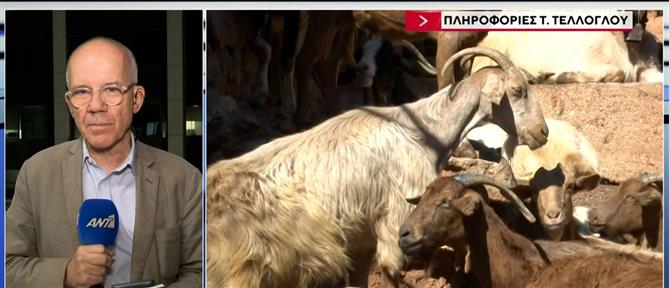 Ευλογιά: Δραματική έκκληση κτηνοτρόφων για εμβολιασμούς