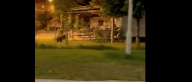 Βόλος: Αγριογούρουνα έκαναν... βραδινή βόλτα μέσα στην πόλη (βίντεο)
