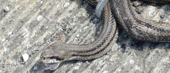 Σκόπελος: Φίδι δάγκωσε 8χρονο στο χέρι - Μεταφέρθηκε εσπευσμένα στο Νοσοκομείο Βόλου