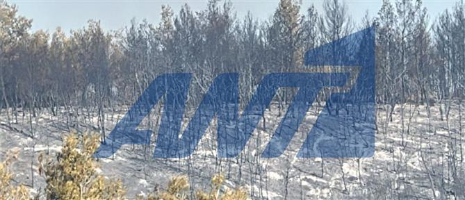 Χωρίς φλόγα η πυρκαγιά στον Ωρωπό-Σε χαράδρες από όπου βγαίνει καπνός εστιάζεται η προσπάθεια της πυροσβεστικής