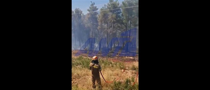 Υπό μερικό έλεγχο η φωτιά στα Βίλια Αττικής (βίντεο)