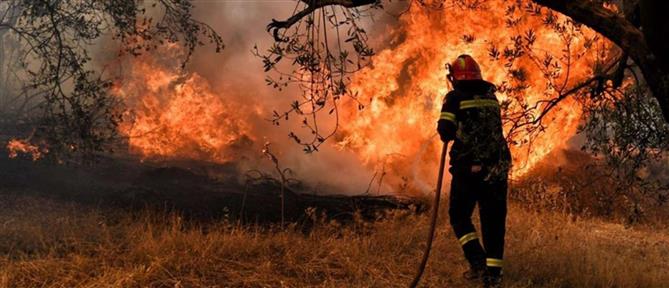 Φωτιά στην Εύβοια: Συνελήφθη 87χρονος για την πυρκαγιά στον Αλμυροπόταμο