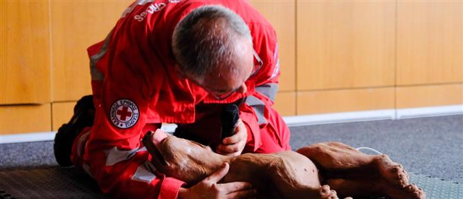 Θεσσαλονίκη: Σεμινάριο πρώτων βοηθείων για σκύλους από τον Ερυθρό Σταυρό