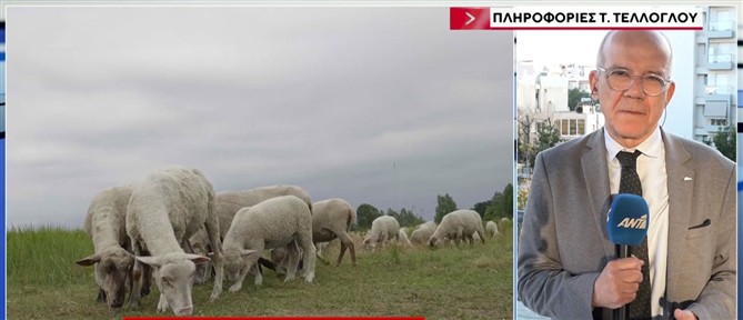 Τέλλογλου: Yποθέσεις τύπου "ΟΠΕΚΕΠΕ" στην υπόλοιπη Ευρώπη