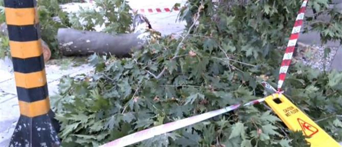 Θεσσαλονίκη: Μπλακ άουτ στη Χαριλάου μετά από πτώση δέντρου