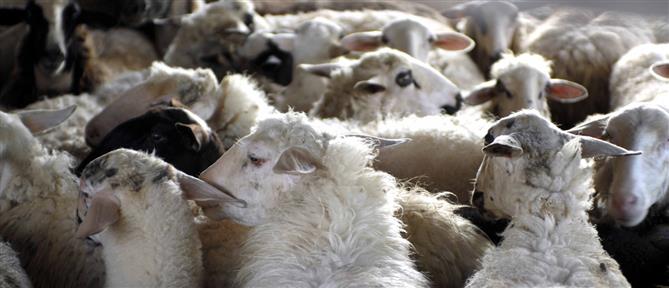 ΥΠΑΑΤ: 8 συλλήψεις για την μη τήρηση των μέτρων βιοασφάλειας σχετικά με την ευλογιά